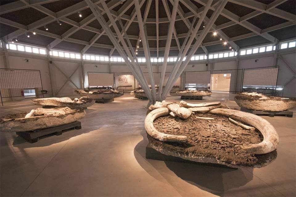 museo fossili
