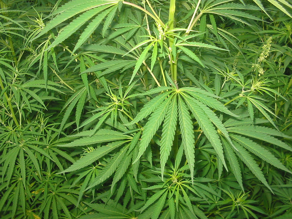 1200px Cannabis 01 bgiu