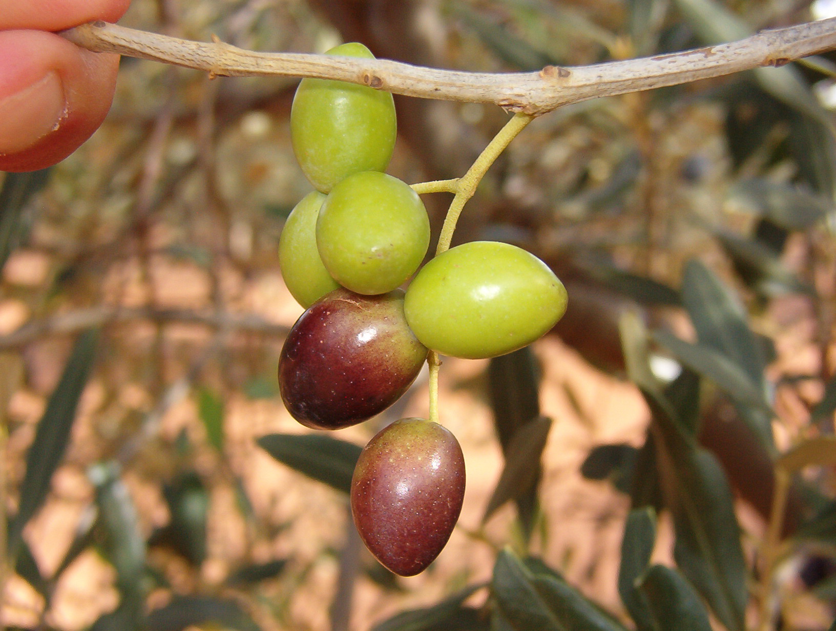 ulivo olive