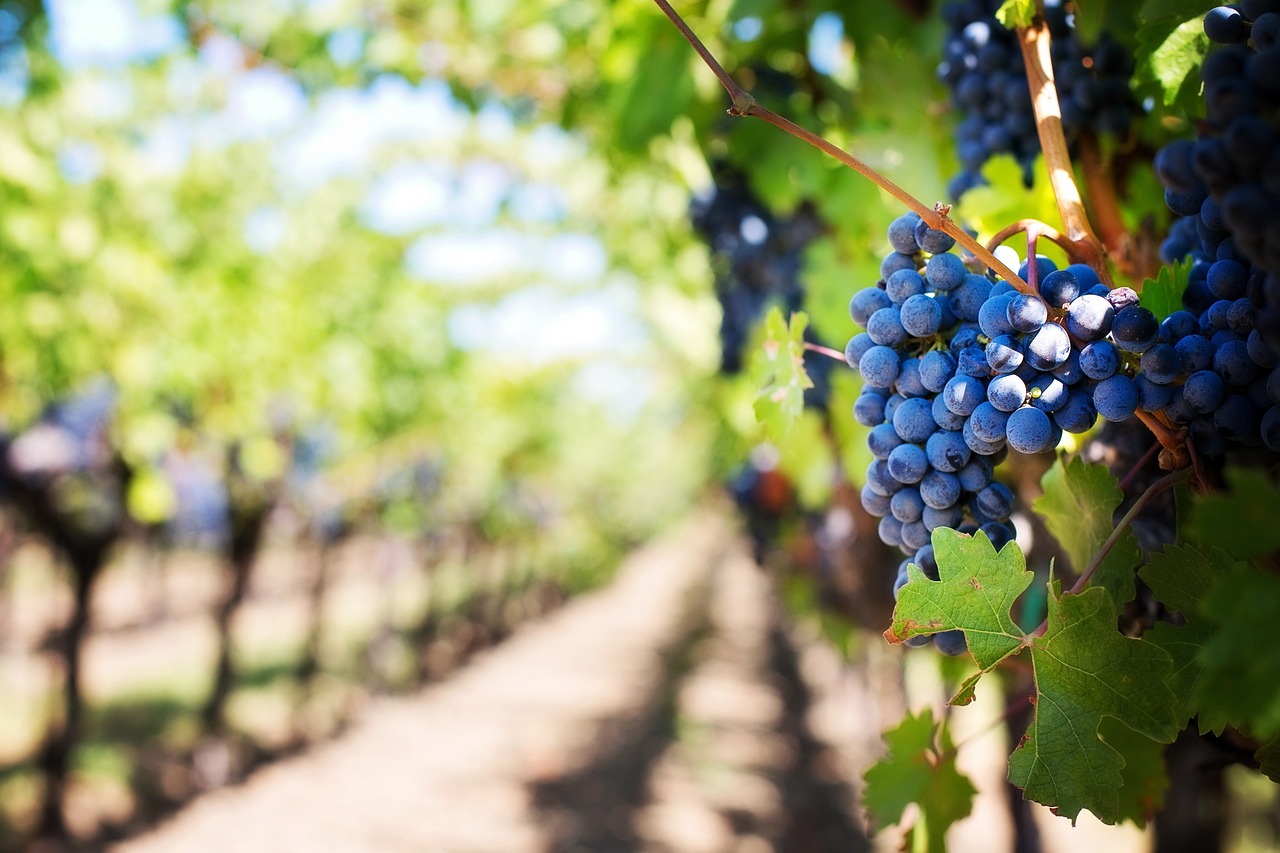 grapes 553463 1280