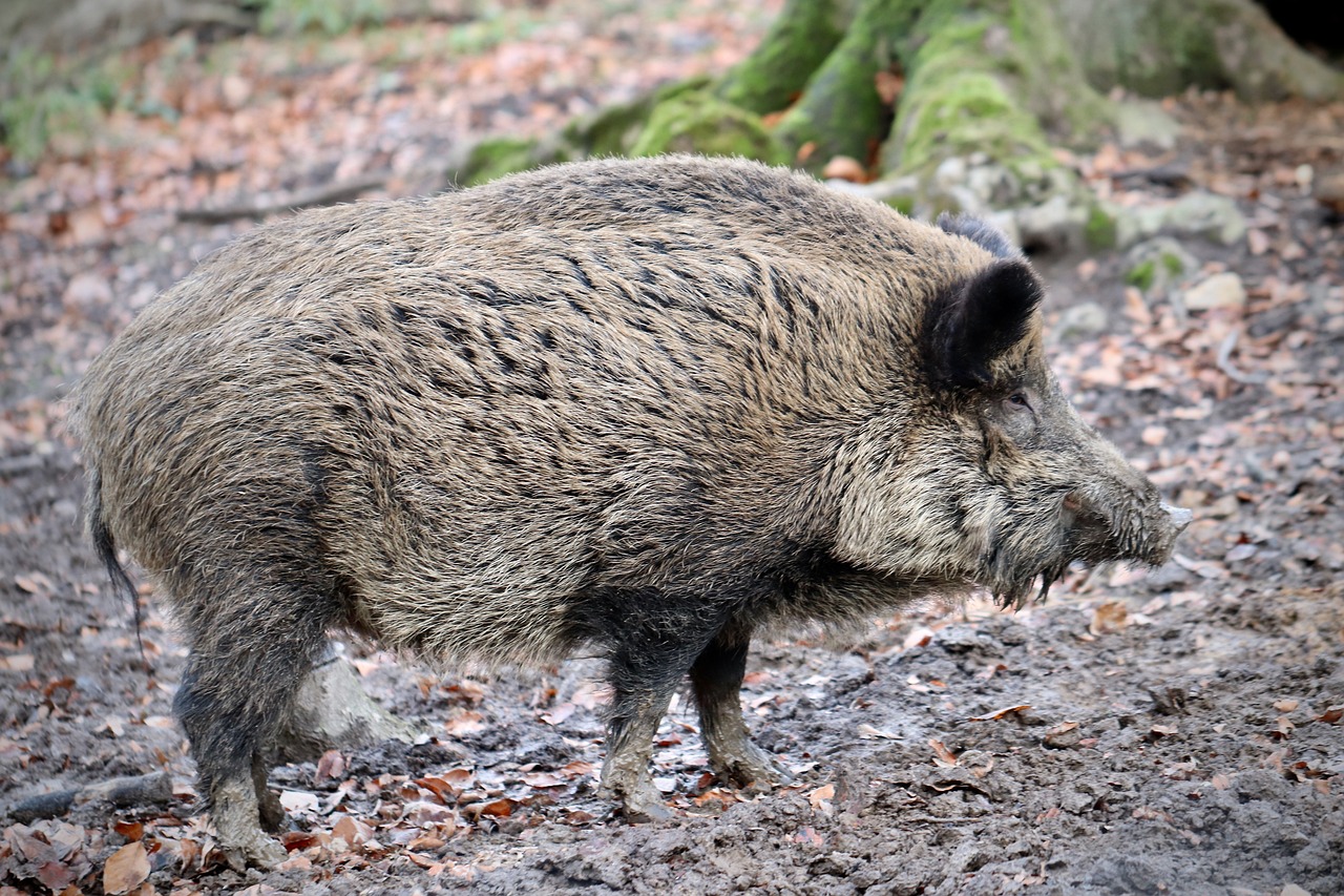wild boar 4735586 1280