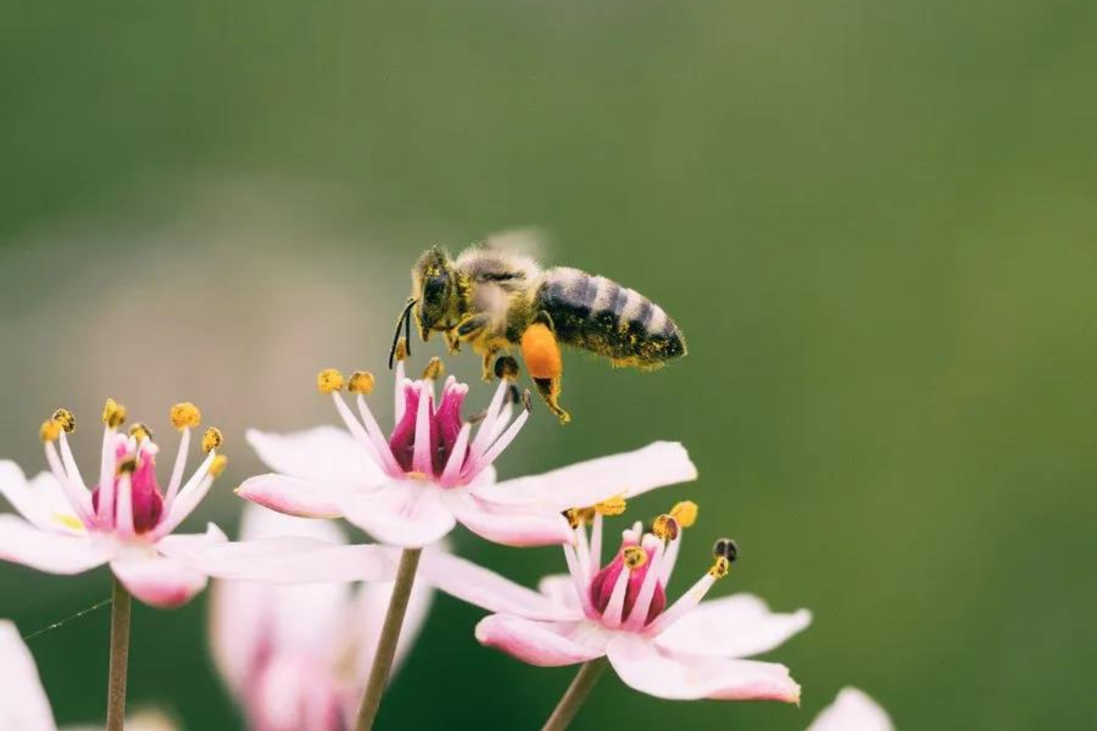 api. oasi fiorite per la biodiversità