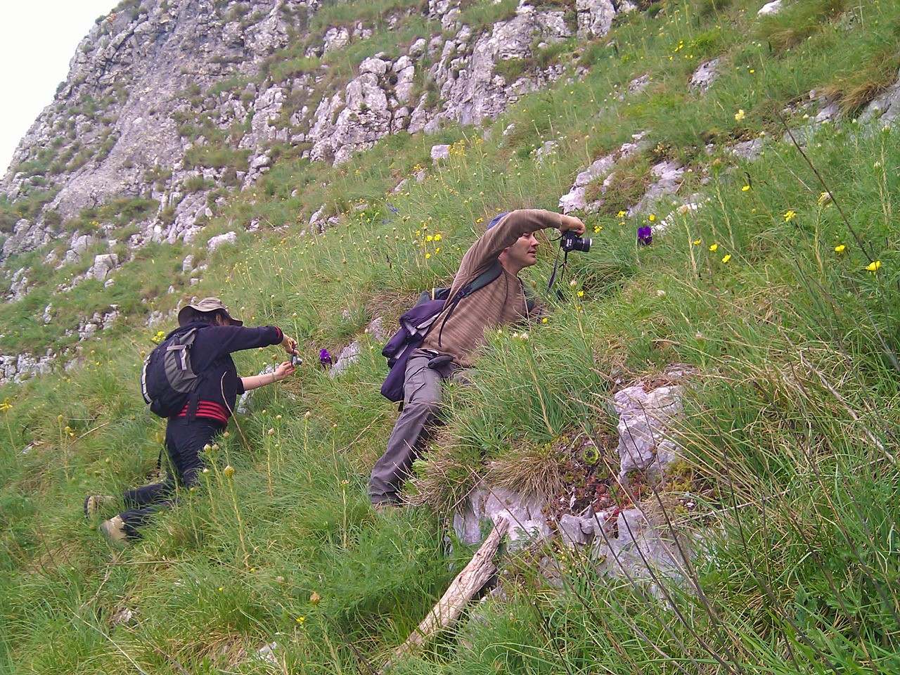 Foto 2 osservazioni sul campo di una specie endemica Iris marsica
