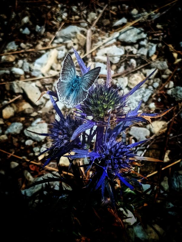 3 MENZIONE SPECIALE BIODIVERSITA