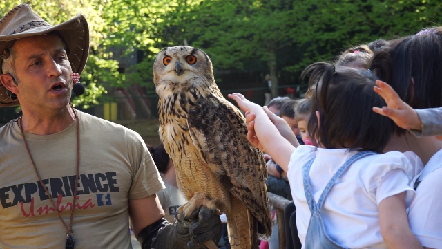 falconeria