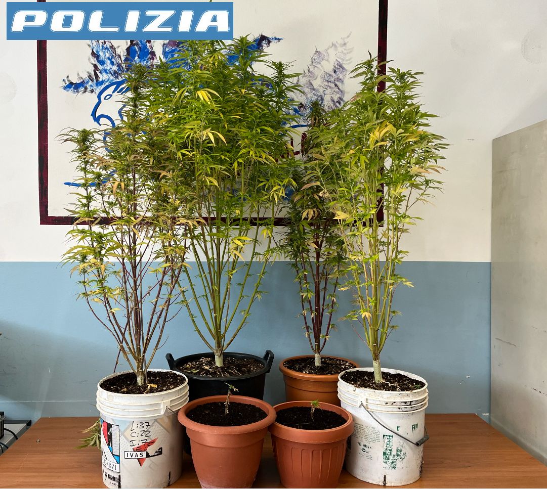 foto 1 denuncia per detenzione di sostanza stupefacente.jfif
