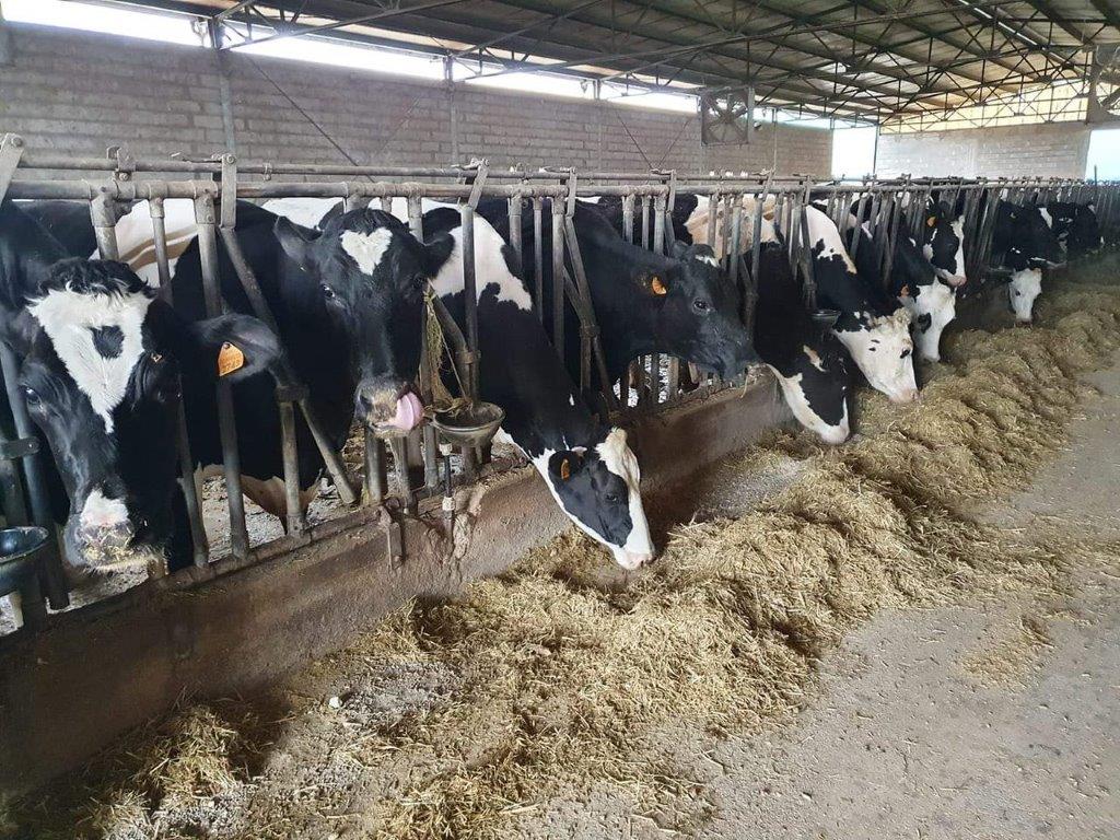 mucche da latte