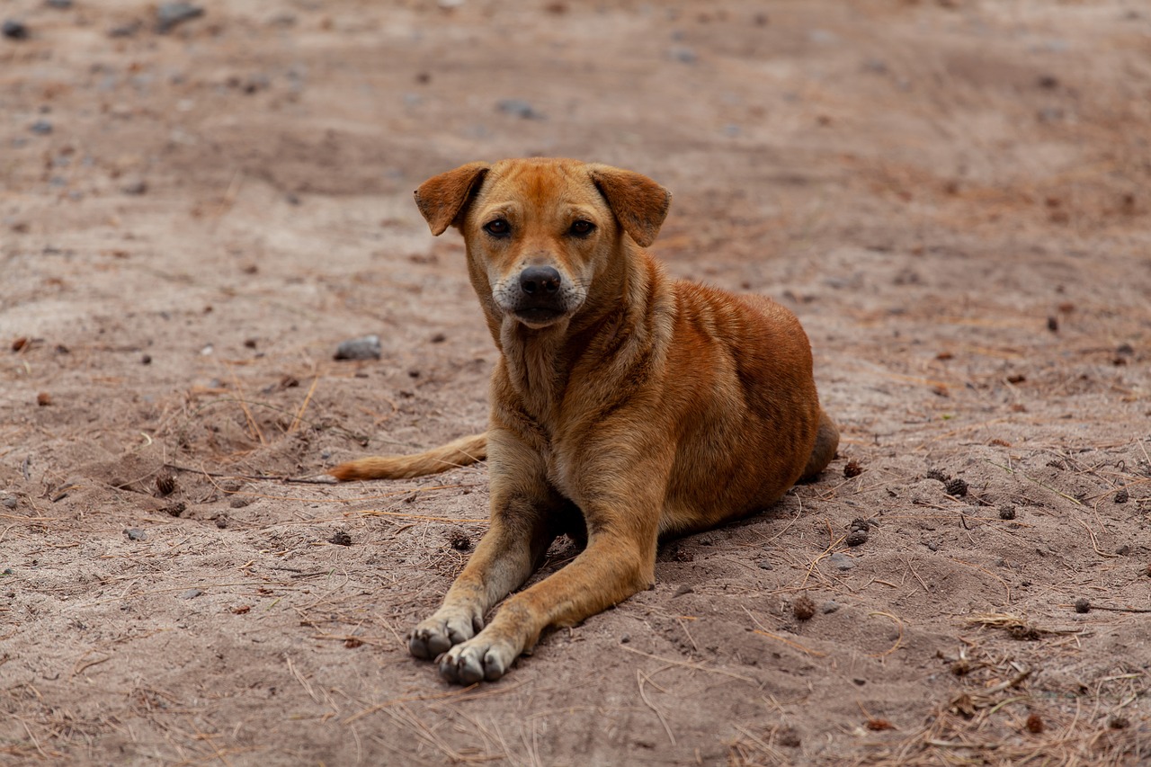 stray dog on beach 4508243 1280