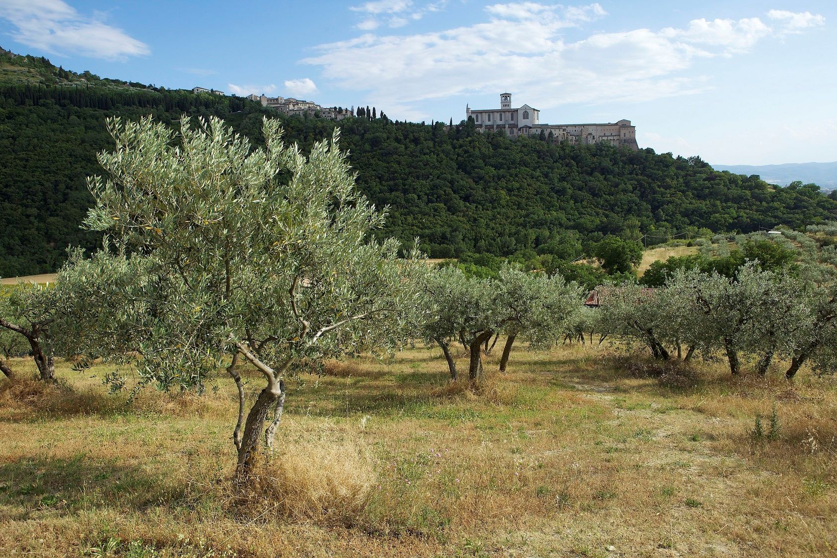 Bosco di San Francesco Assisi PG Foto Andrea Angelucci 2012 C FAI Fondo Ambiente Italiano
