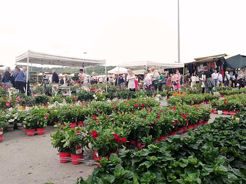 pian di massiano in fiore