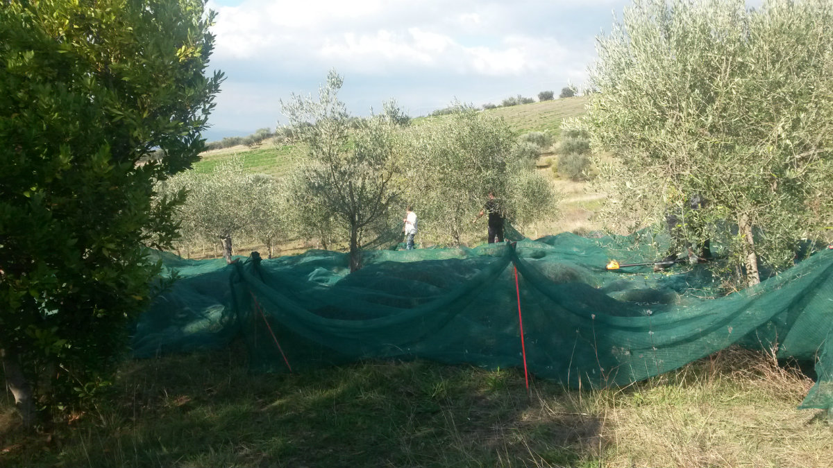 Olio Ethos oliveto Todi
