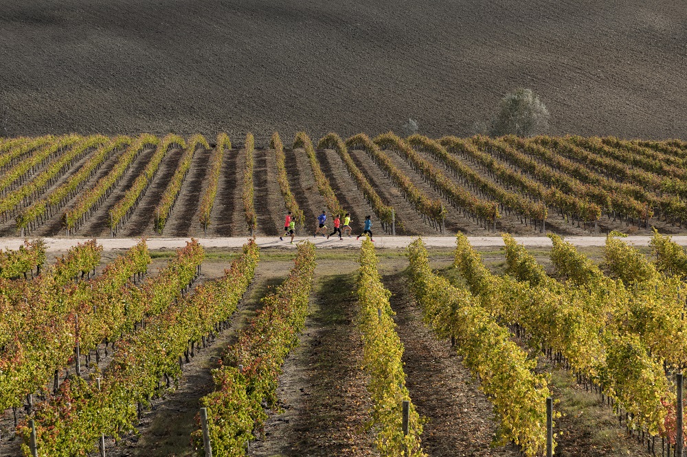 Sagrantino Running vigne Foto Maccheroni